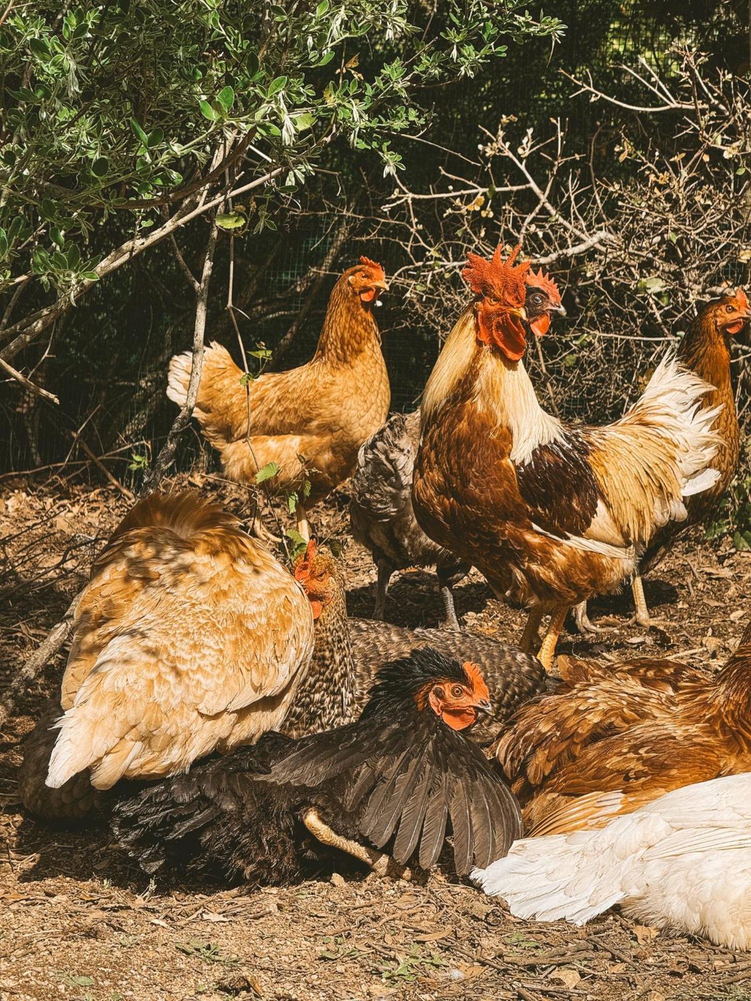 Agriturismo Il Muto Di Gallura Aggius Buitenkant foto