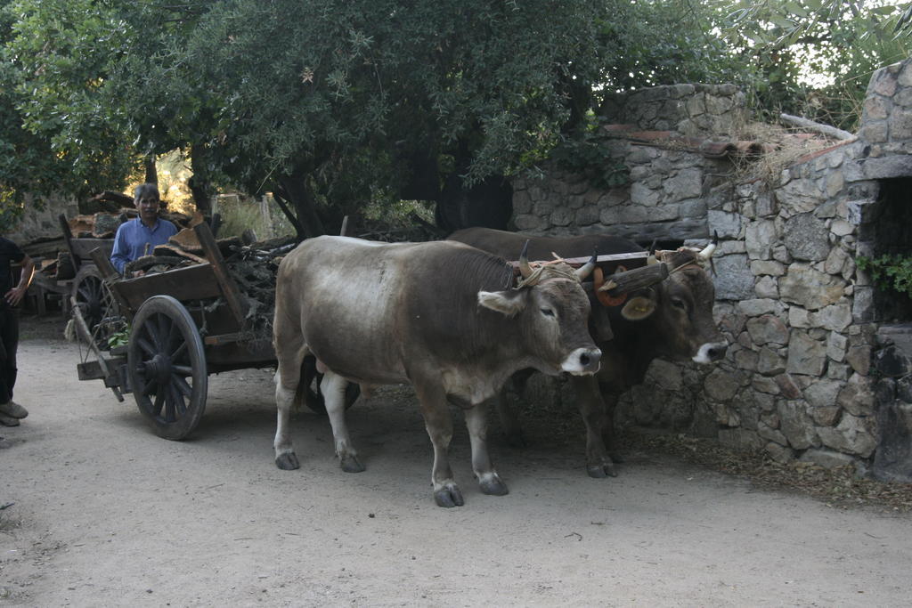 Agriturismo Il Muto Di Gallura Aggius Buitenkant foto