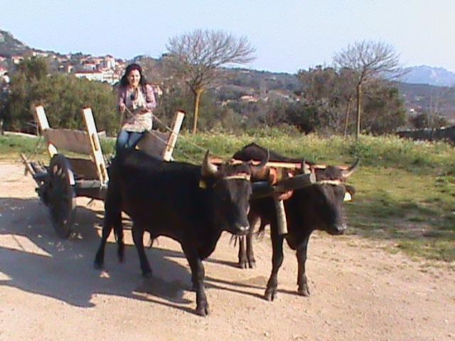 Agriturismo Il Muto Di Gallura Aggius Buitenkant foto