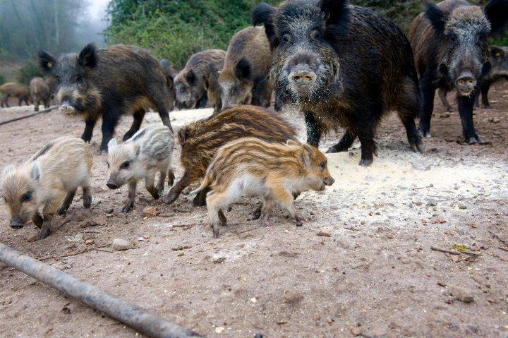 Agriturismo Il Muto Di Gallura Aggius Buitenkant foto