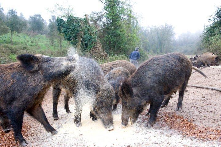 Agriturismo Il Muto Di Gallura Aggius Buitenkant foto
