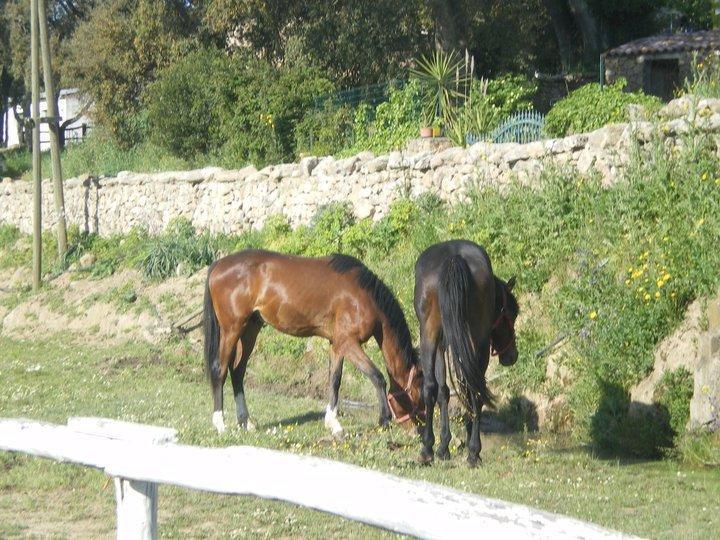 Agriturismo Il Muto Di Gallura Aggius Buitenkant foto