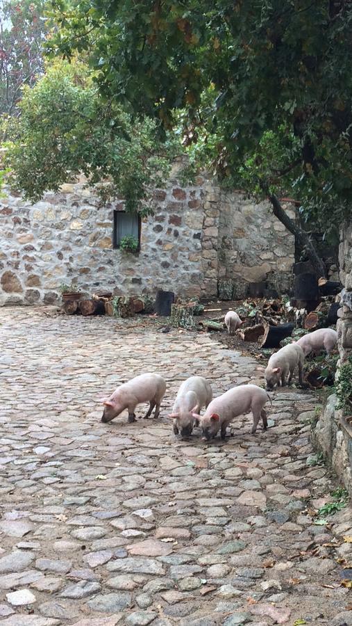 Agriturismo Il Muto Di Gallura Aggius Buitenkant foto