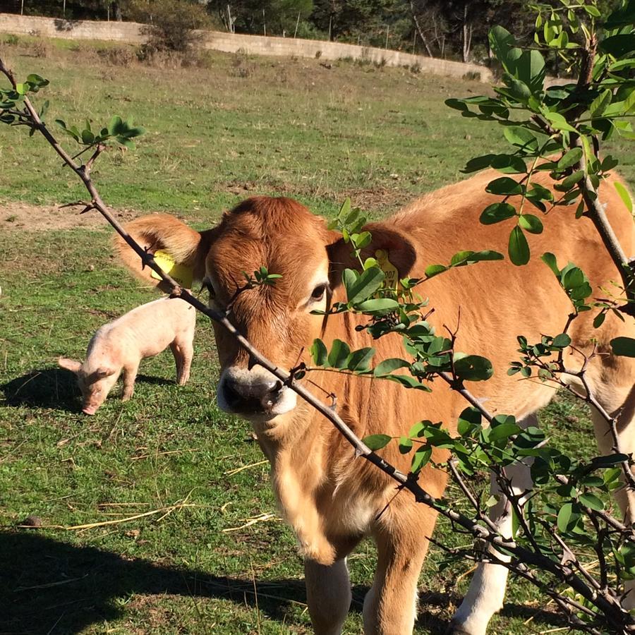 Agriturismo Il Muto Di Gallura Aggius Buitenkant foto