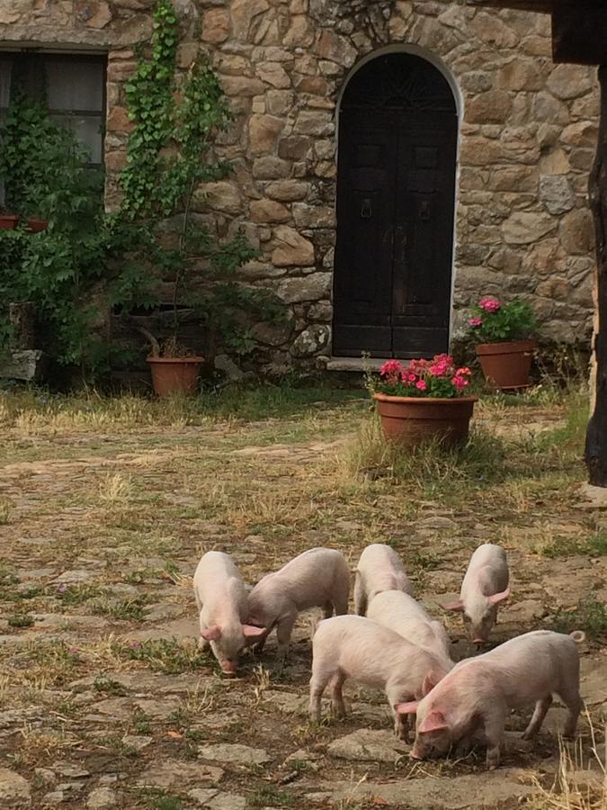 Agriturismo Il Muto Di Gallura Aggius Buitenkant foto